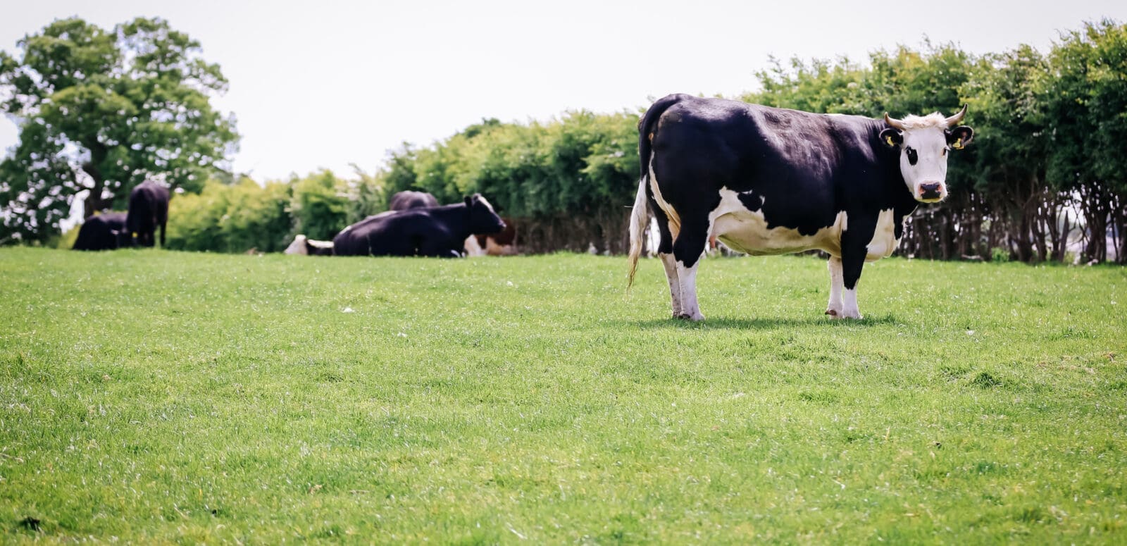 Millmoor Farm