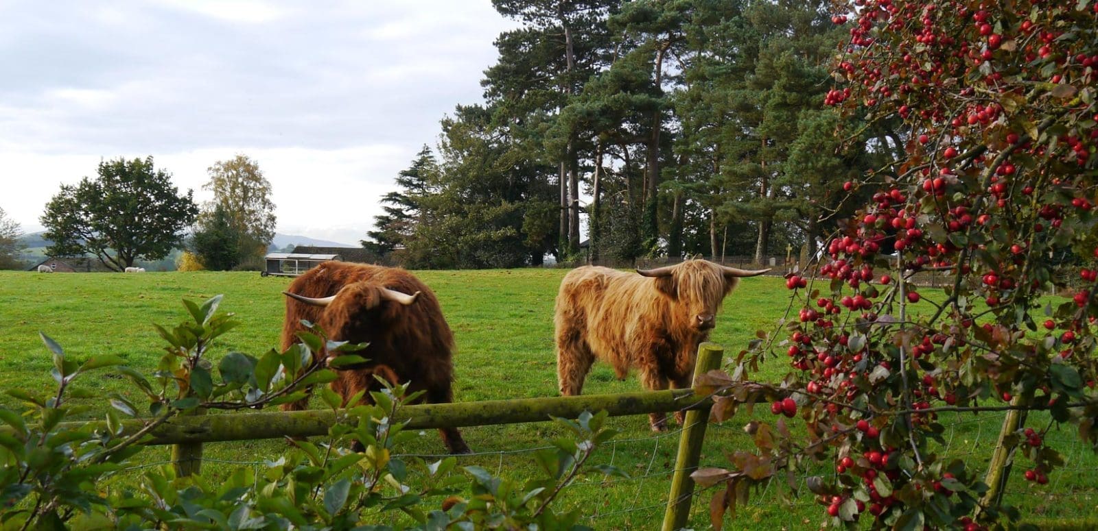 Yew Tree Farm B&B